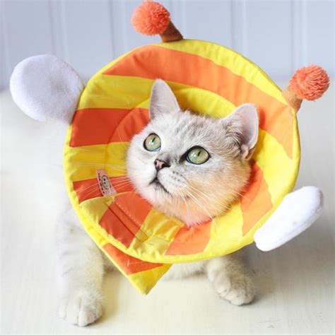 cone para gato-1